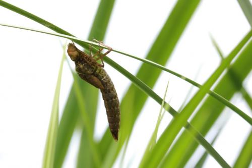 Anax imperator